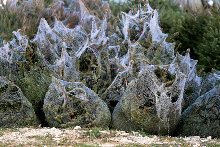 Christmas trees wrapped in netting
