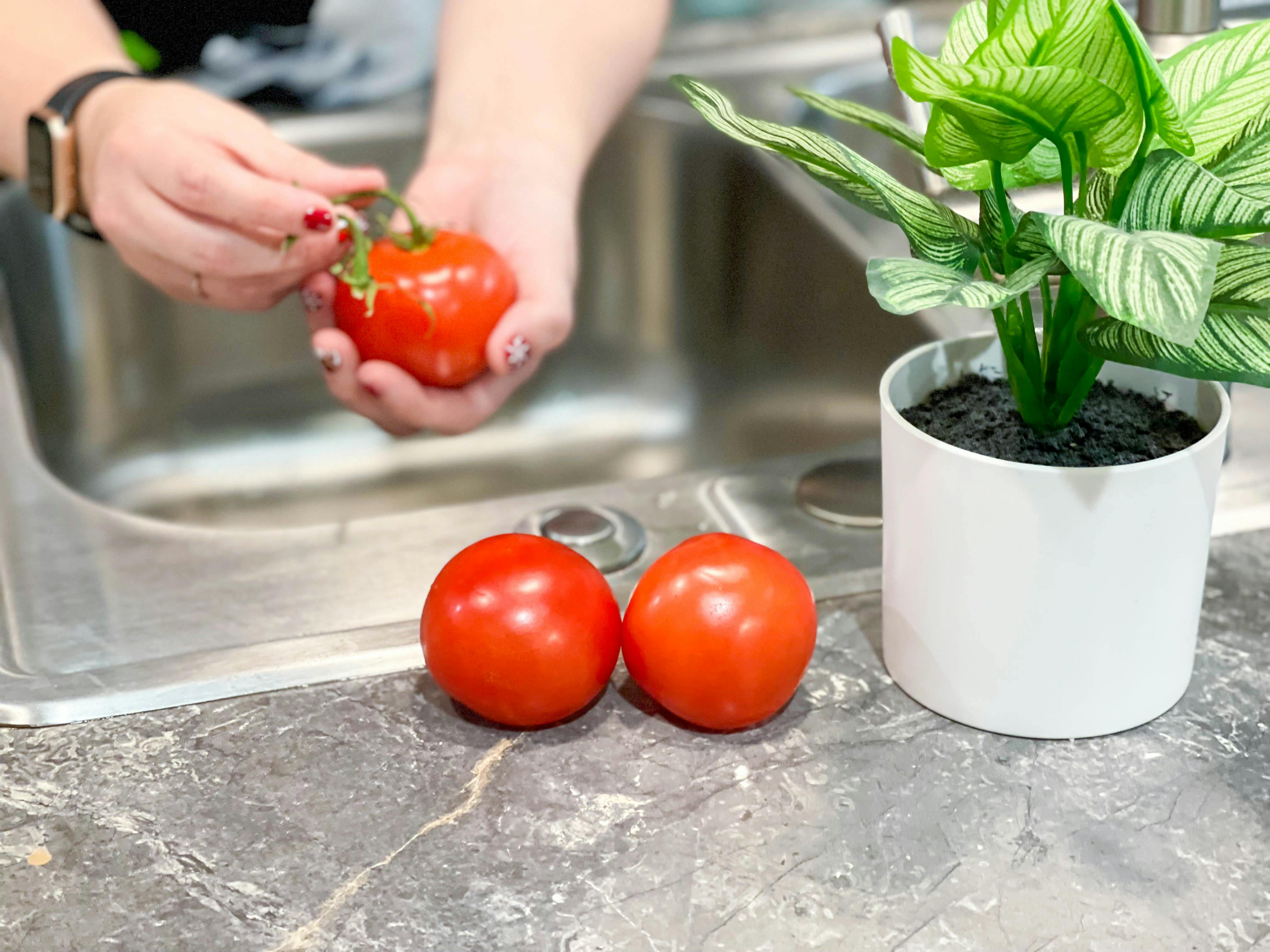 tomatoes being placed on counters 