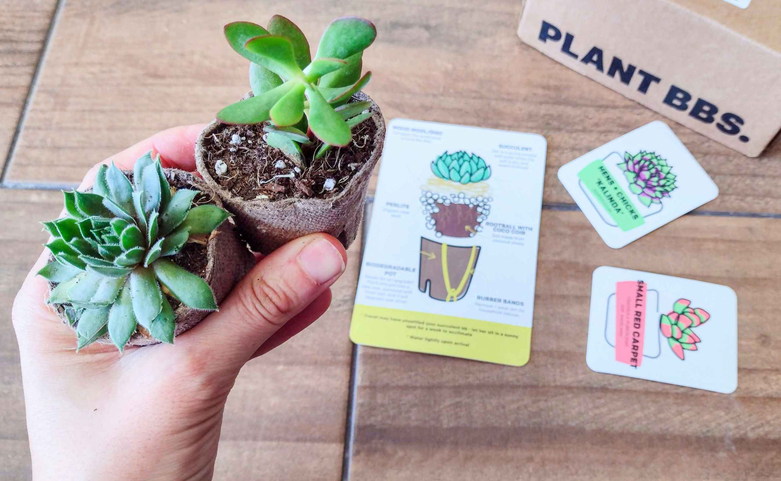 Succulent Studios