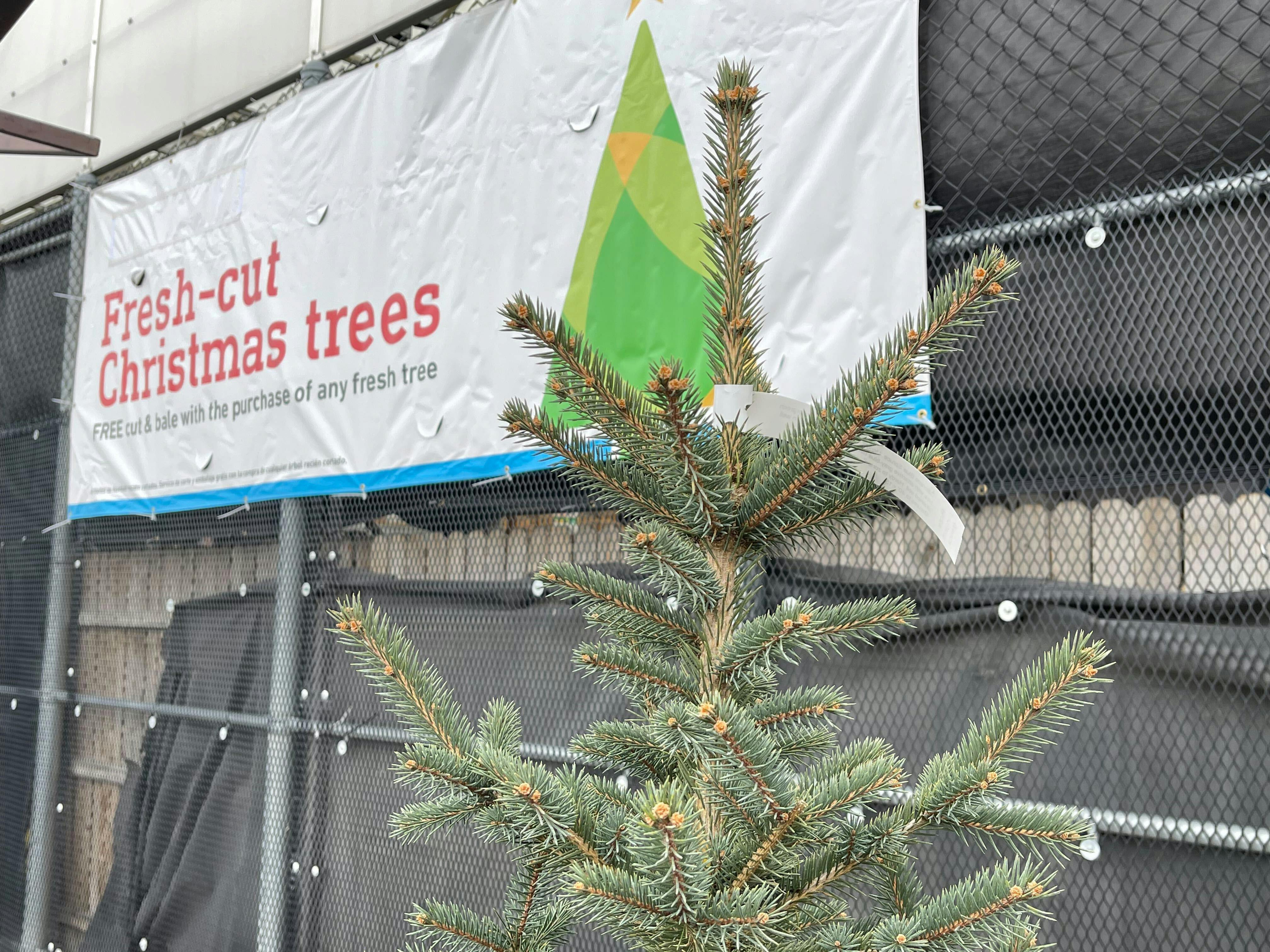 How to Keep Your Christmas Tree Green & Fresh Through Christmas ...