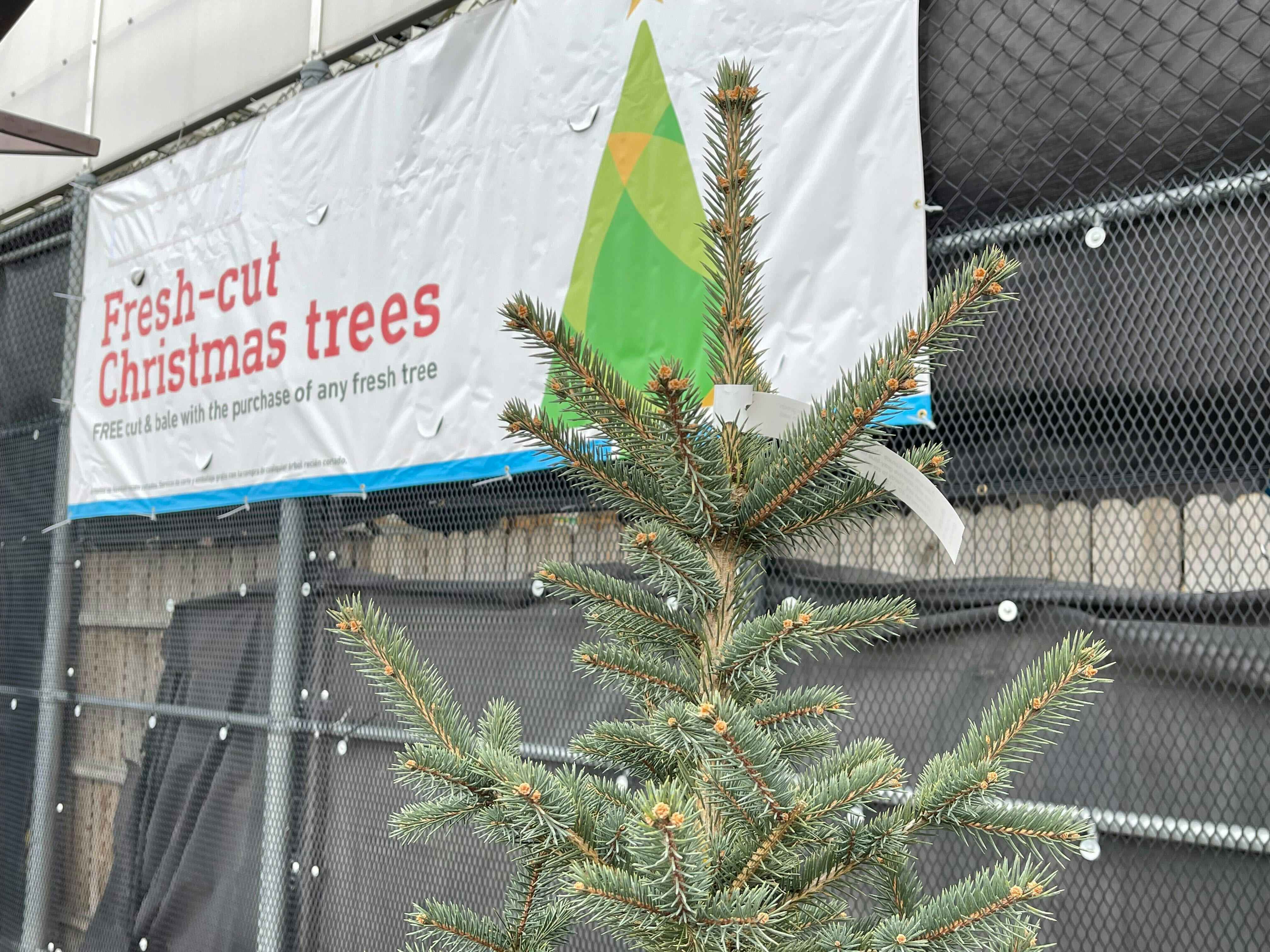 christmas tree in front of fresh cut christmas tree sign