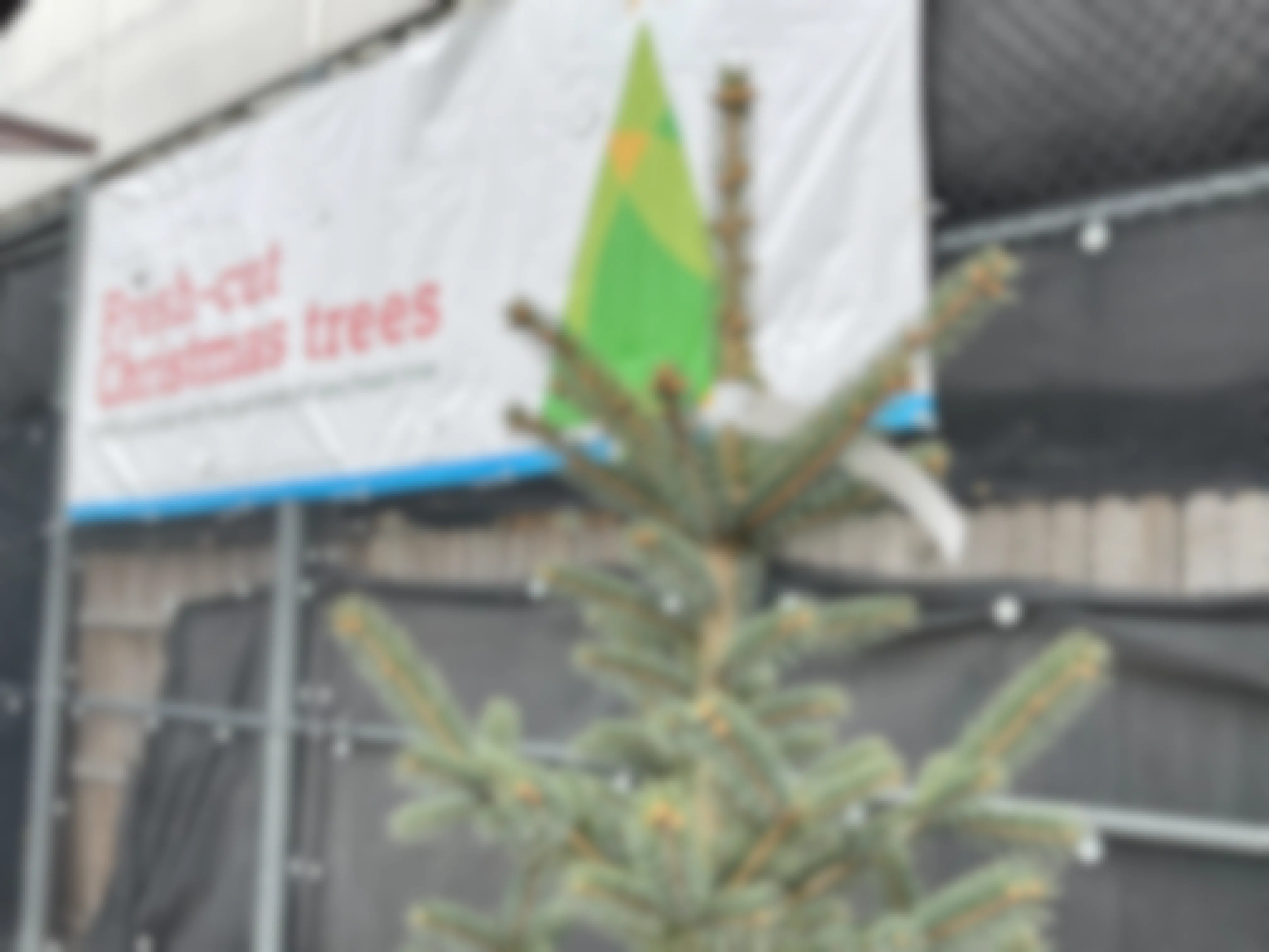 christmas tree in front of fresh cut christmas tree sign