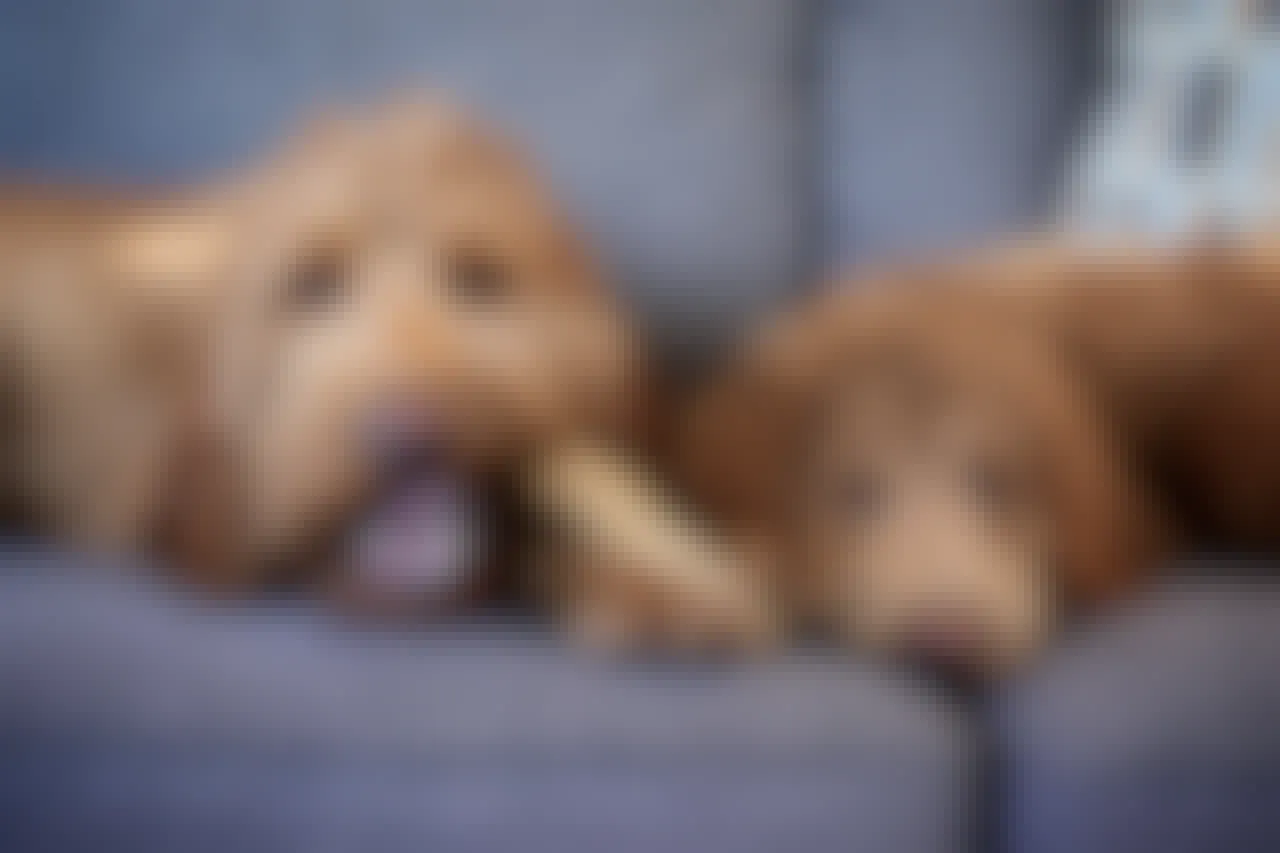 Two dogs laying on a couch with a bone.
