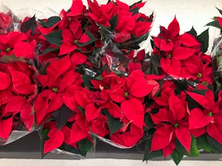 poinsettias 2021 1637084770 1637084770 scaled