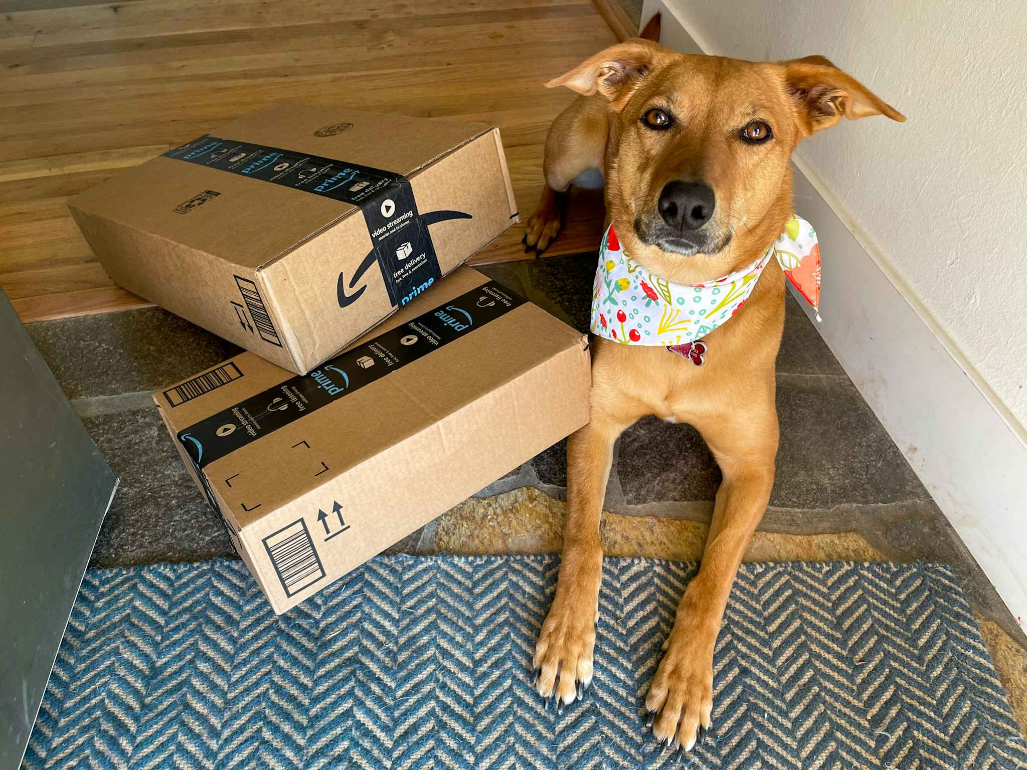 amazon pet day - A dog laying next to two amazon boxes just inside a front door