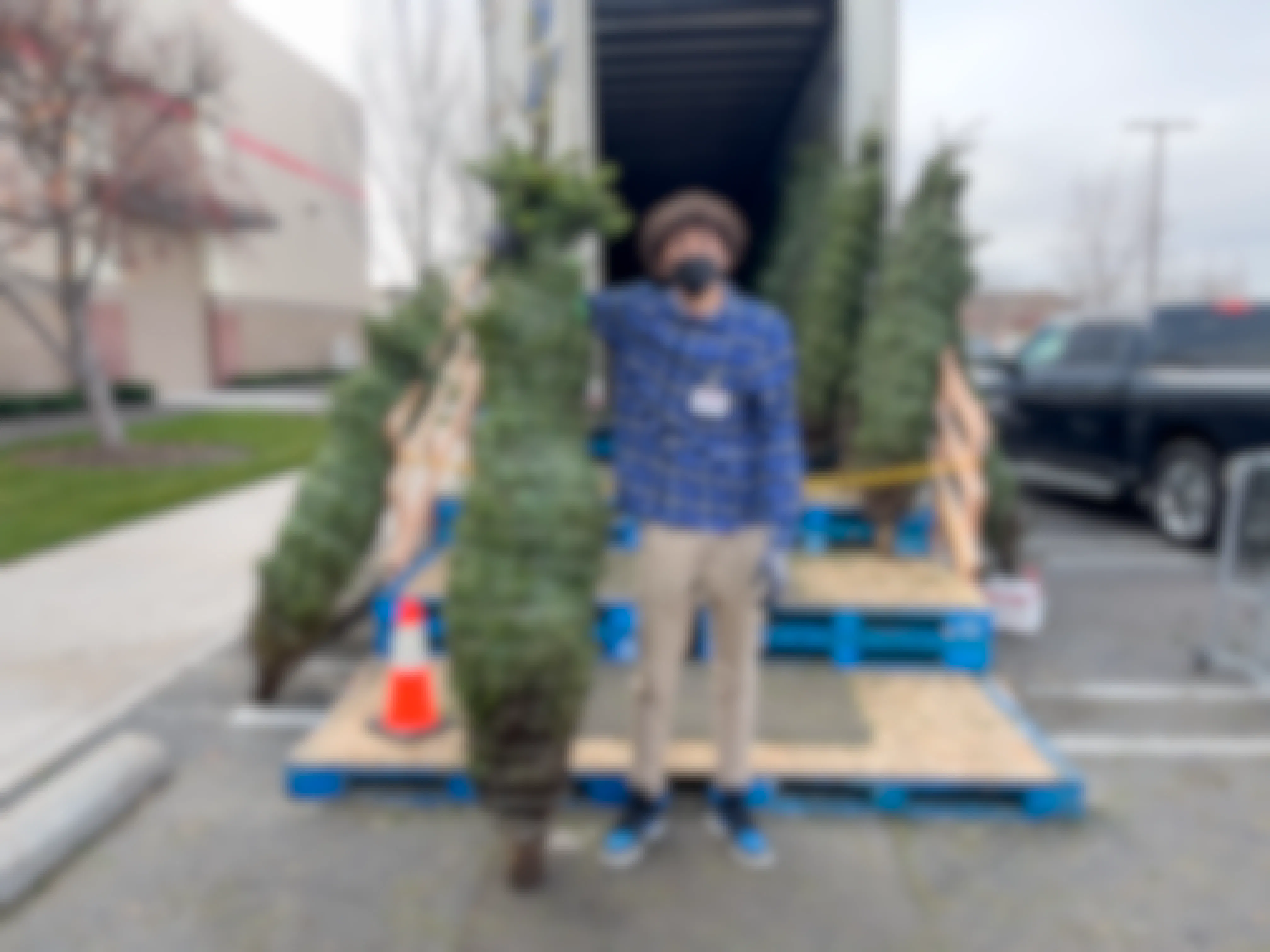 A Costco employee holding up a fresh cut Christmas tree
