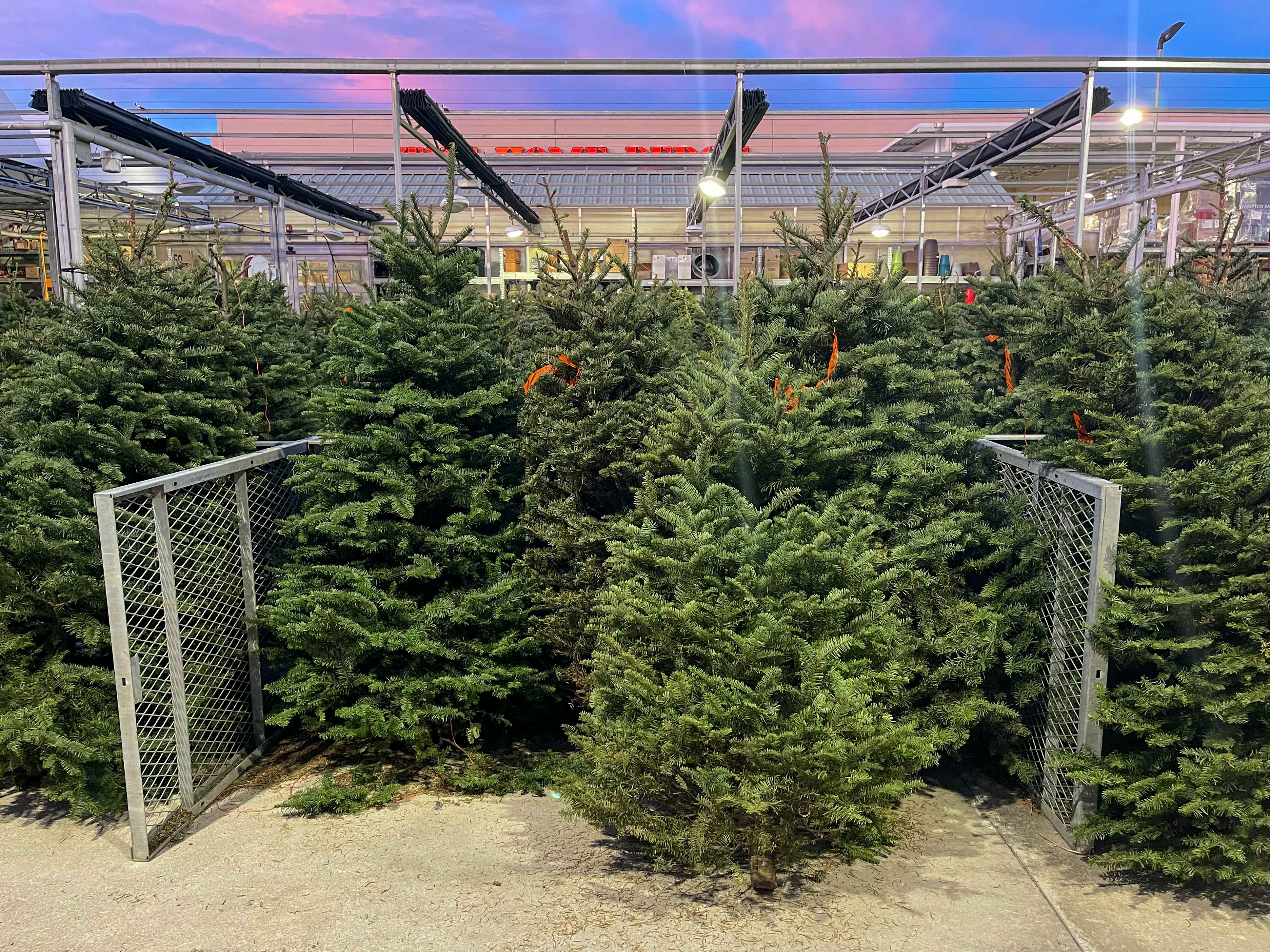 Fresh cut Home Depot Christmas trees on display outside of Home Depot.