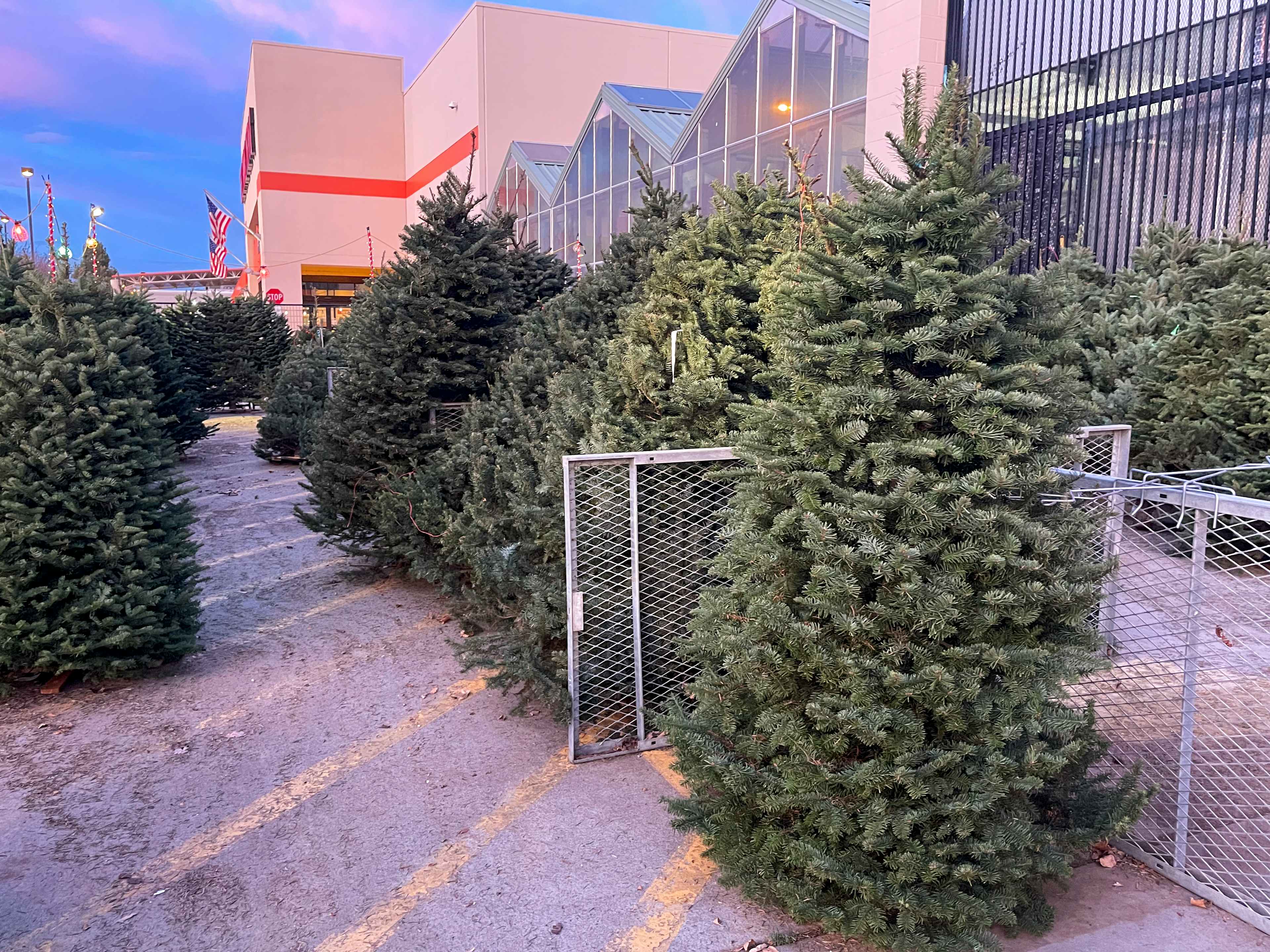 Fresh cut Christmas Trees at Home Depot