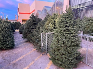 Fresh cut Christmas Trees at Home Depot