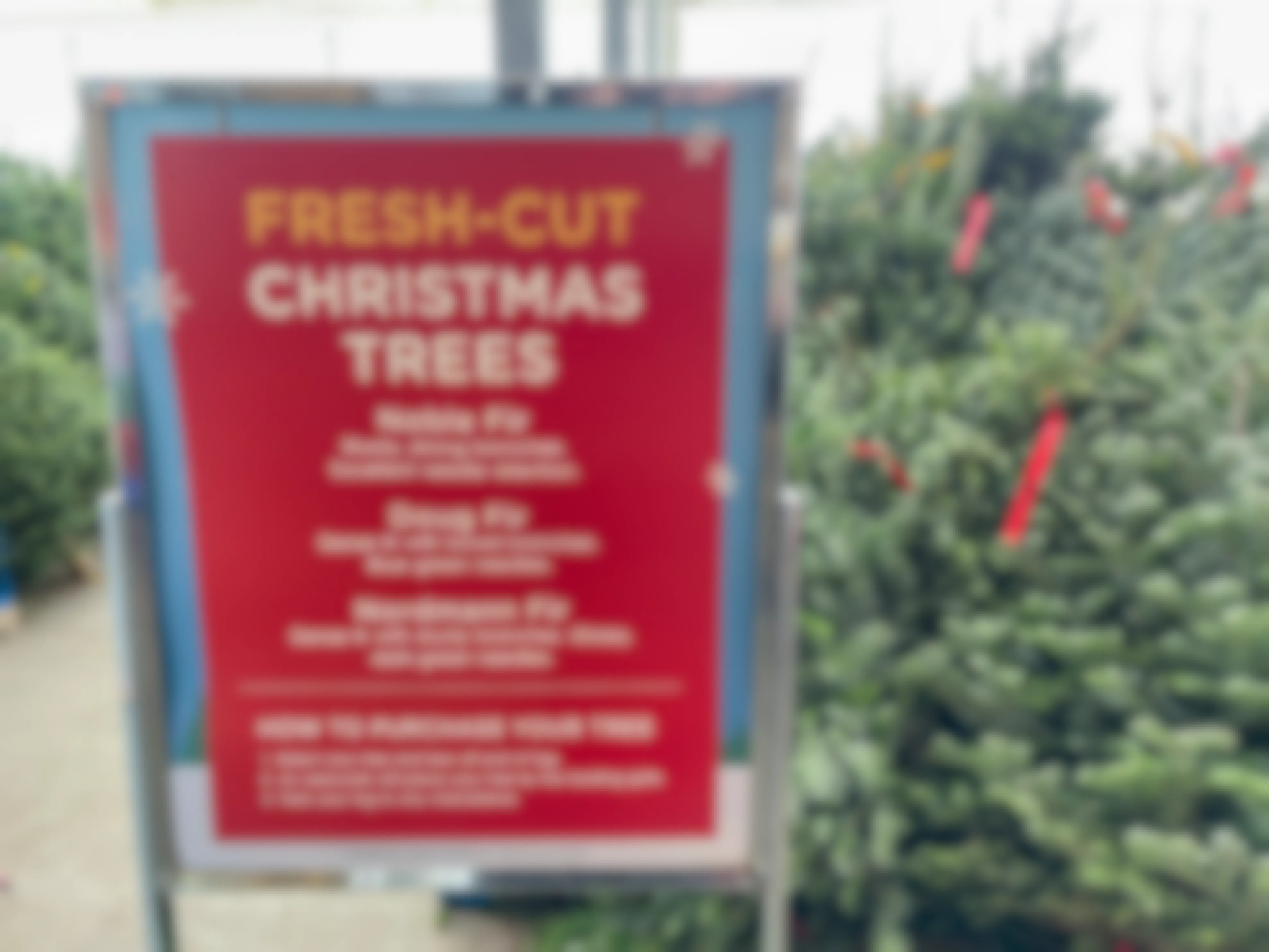 Fresh Christmas trees at a Fred Meyer store with a sign