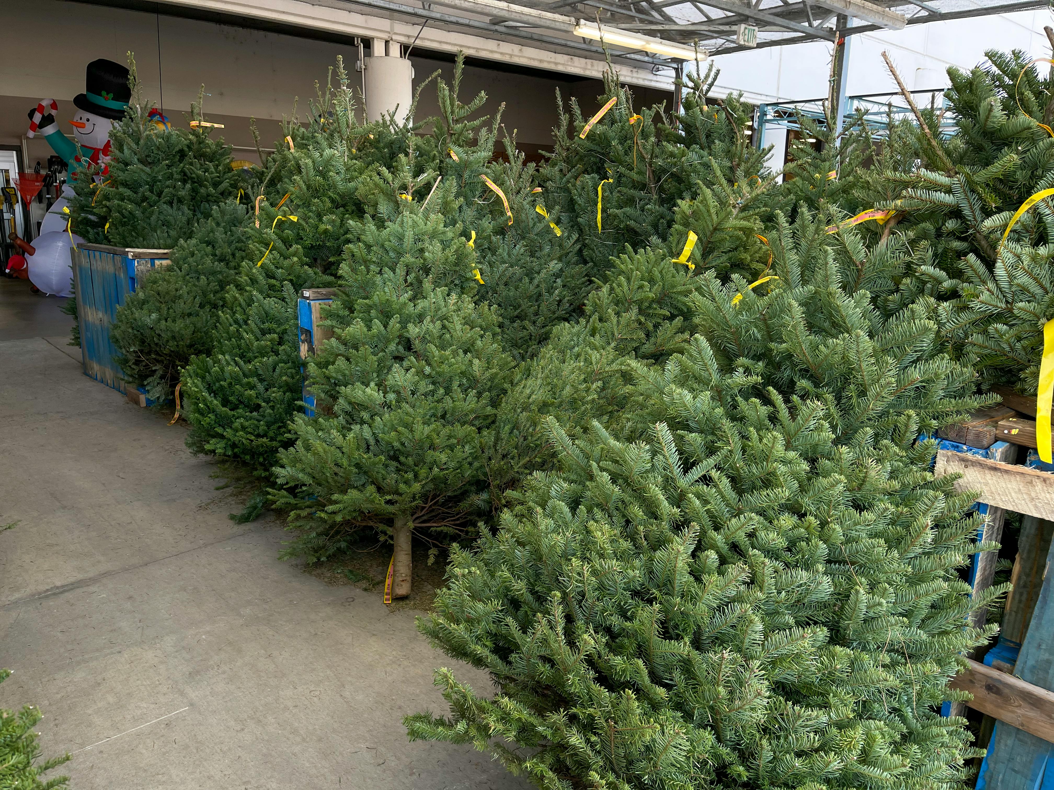 Is There A Christmas Tree Shortage This Year The Krazy Coupon Lady is-there-a-christmas-tree-shortage-this-year-the-krazy-coupon-lady