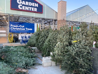 Fresh Cut Christmas trees in front of Lowes