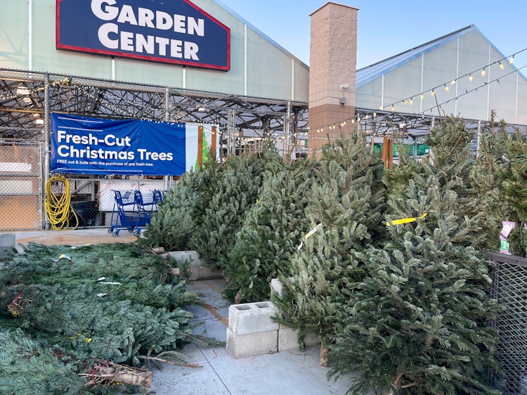 Fresh Cut Christmas trees in front of Lowes