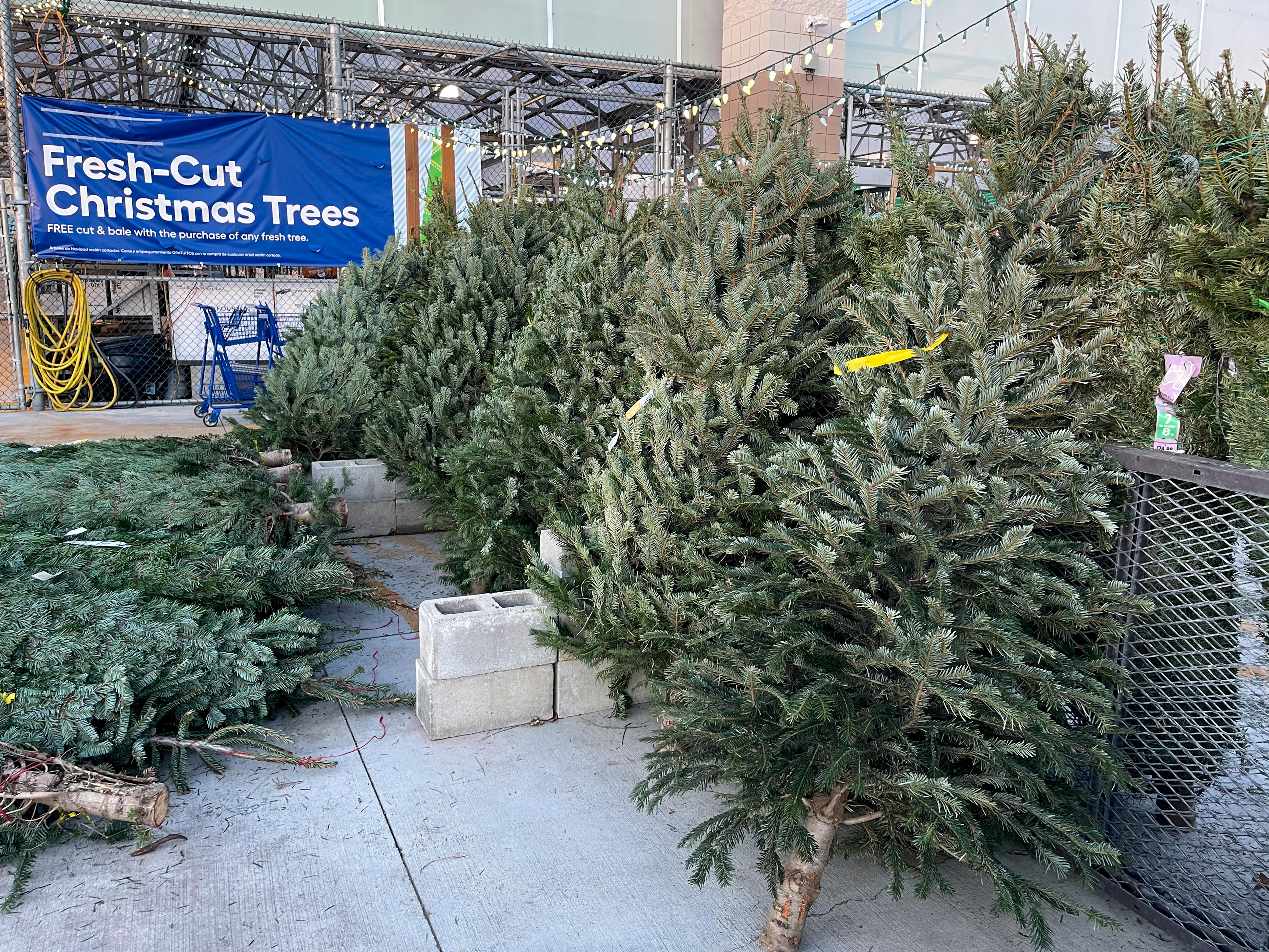 Fresh Cut Christmas trees in front of Lowe's