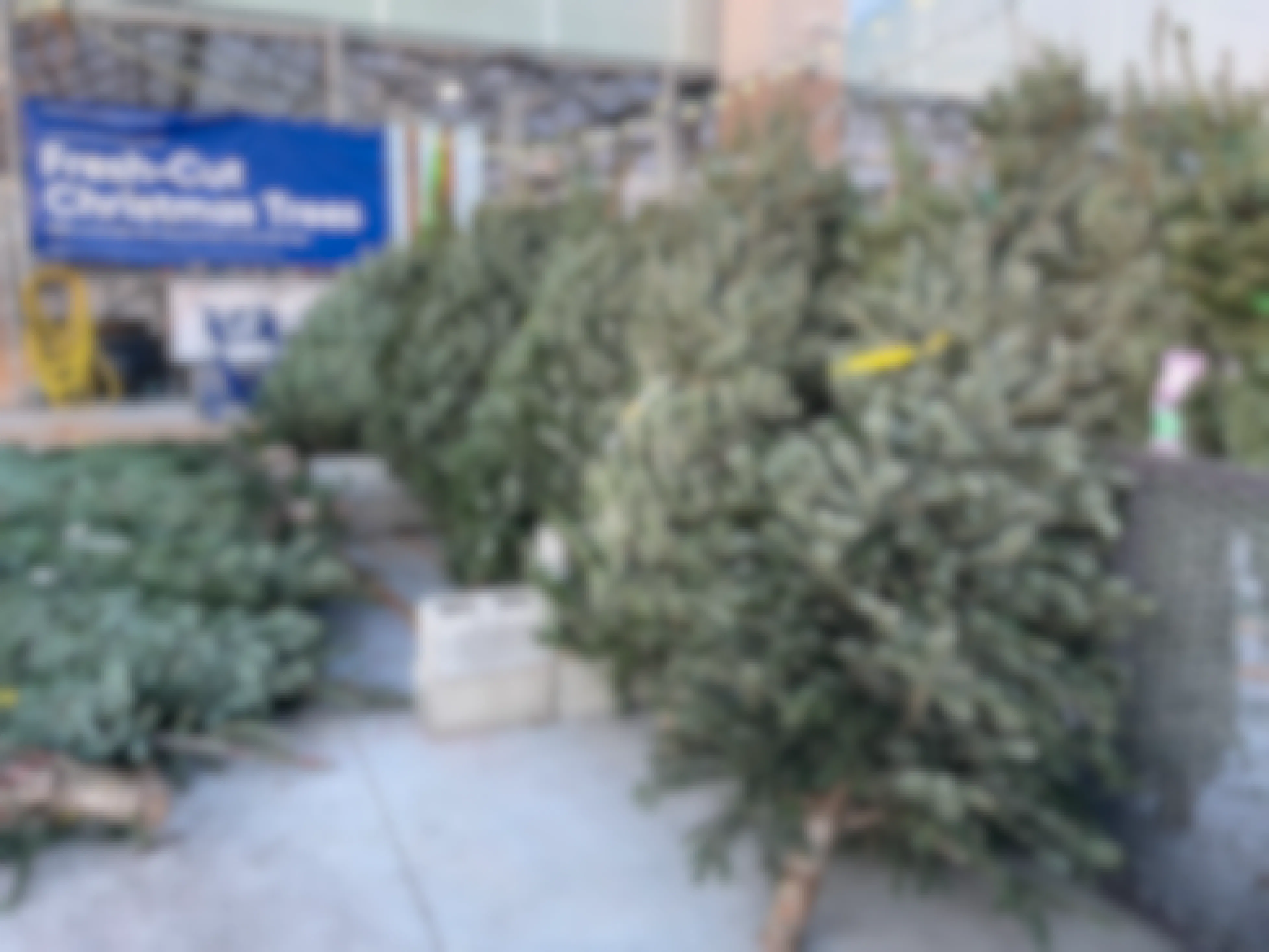 Fresh Cut Christmas trees in front of Lowe's