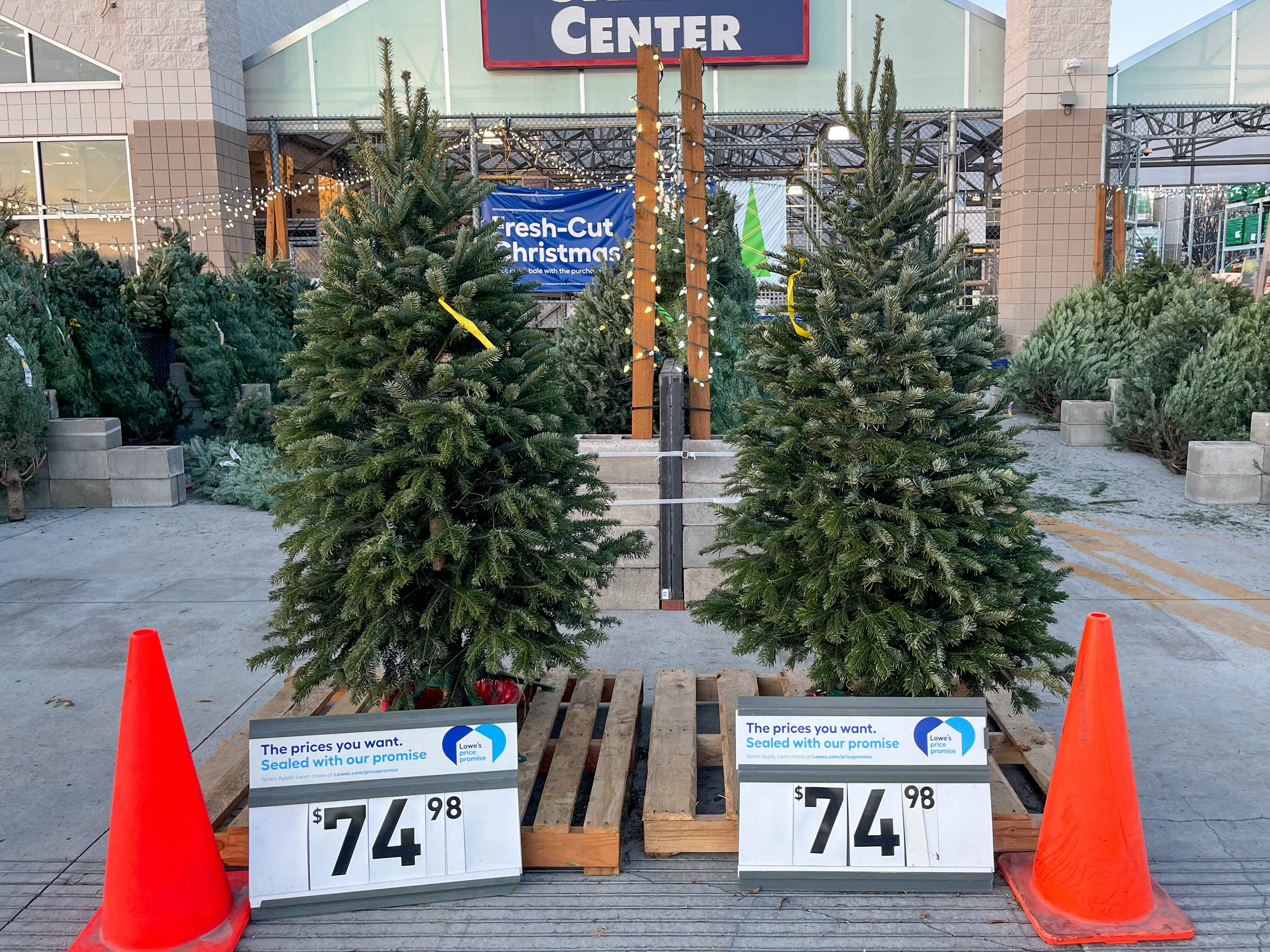 Fresh Cut Christmas trees in front of Lowes