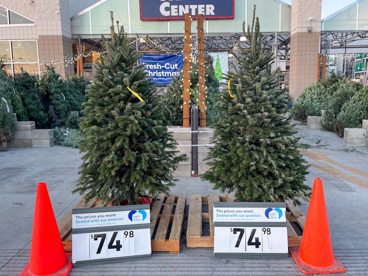Fresh Cut Christmas trees in front of Lowes