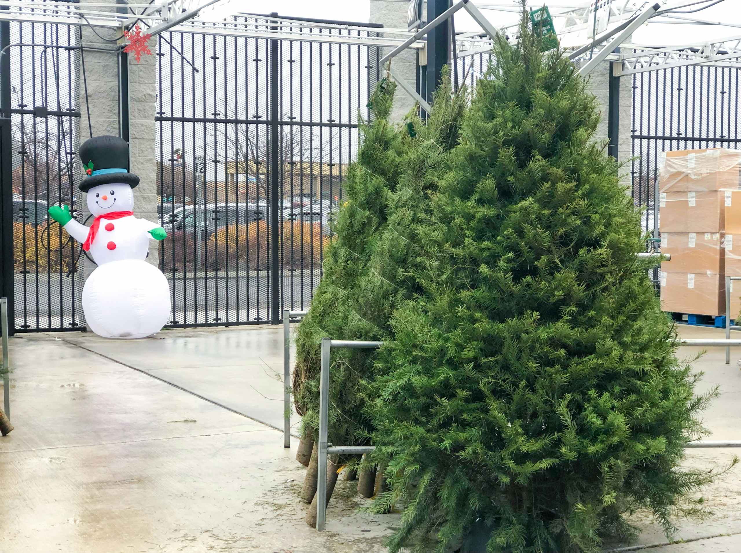 walmart fresh christmas trees on display