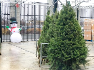 walmart fresh christmas trees on display