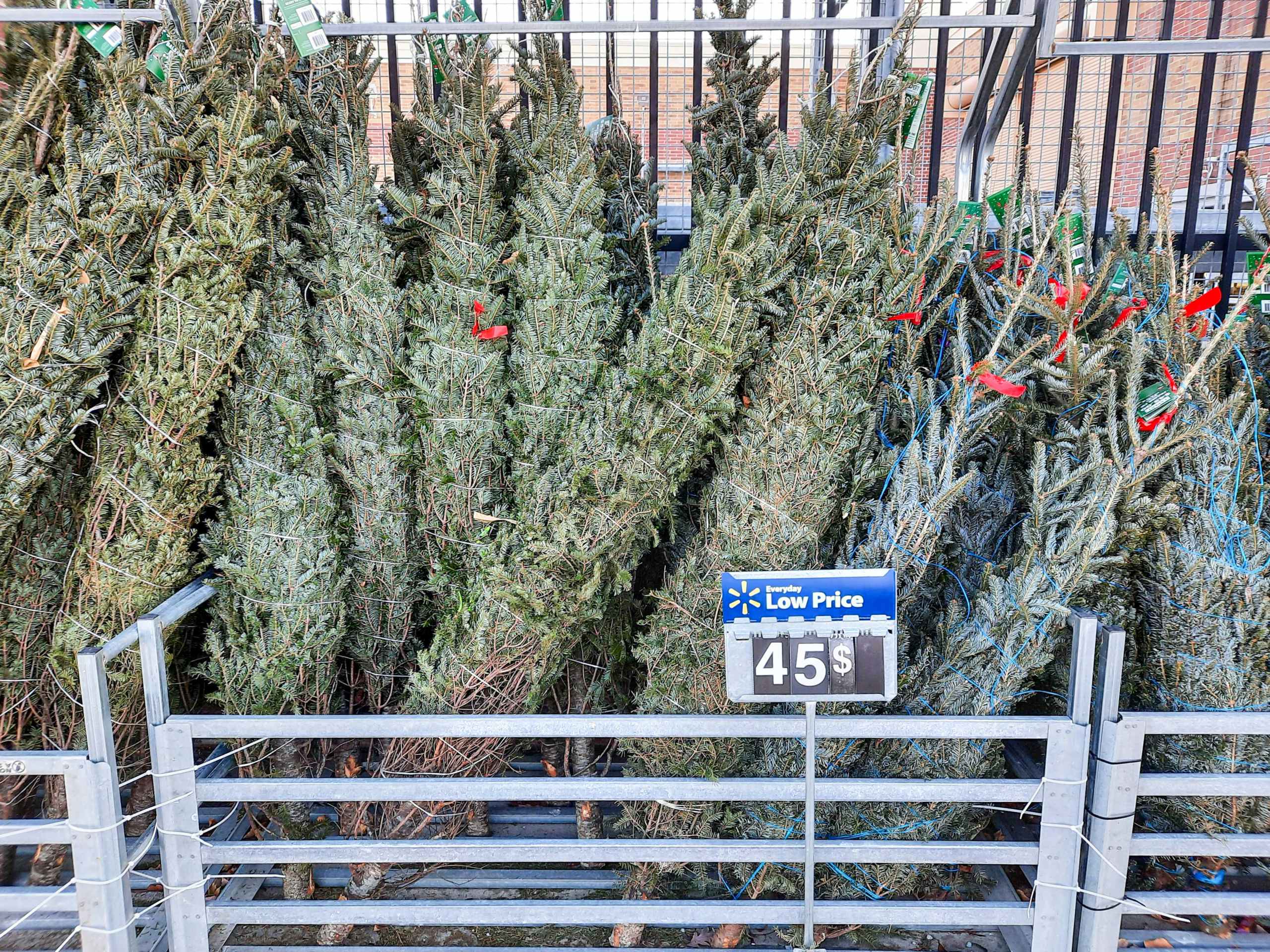 walmart fresh christmas trees on display