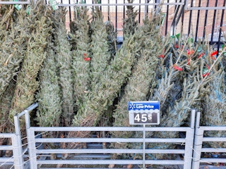 walmart fresh christmas trees on display