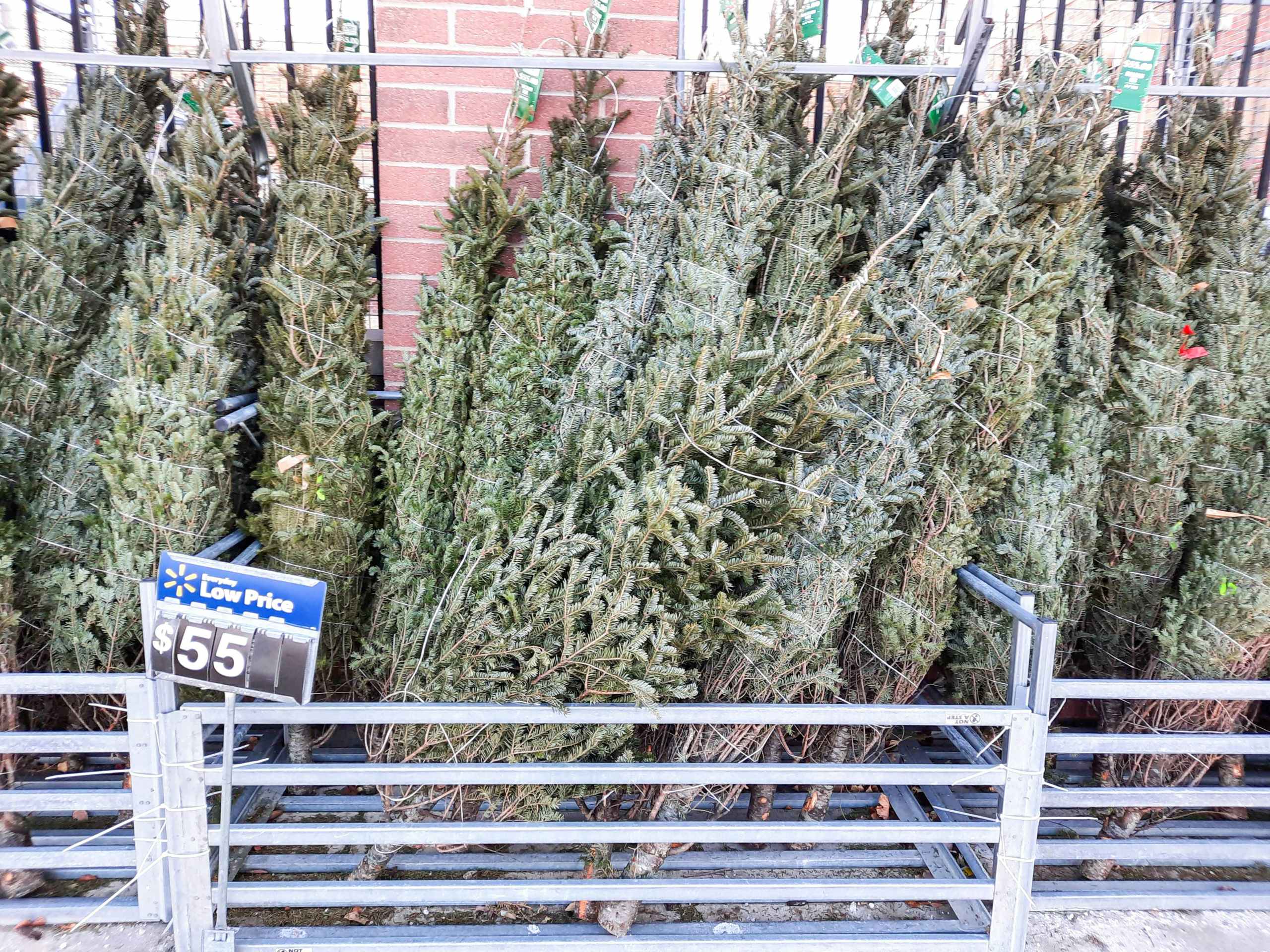 walmart fresh christmas trees on display