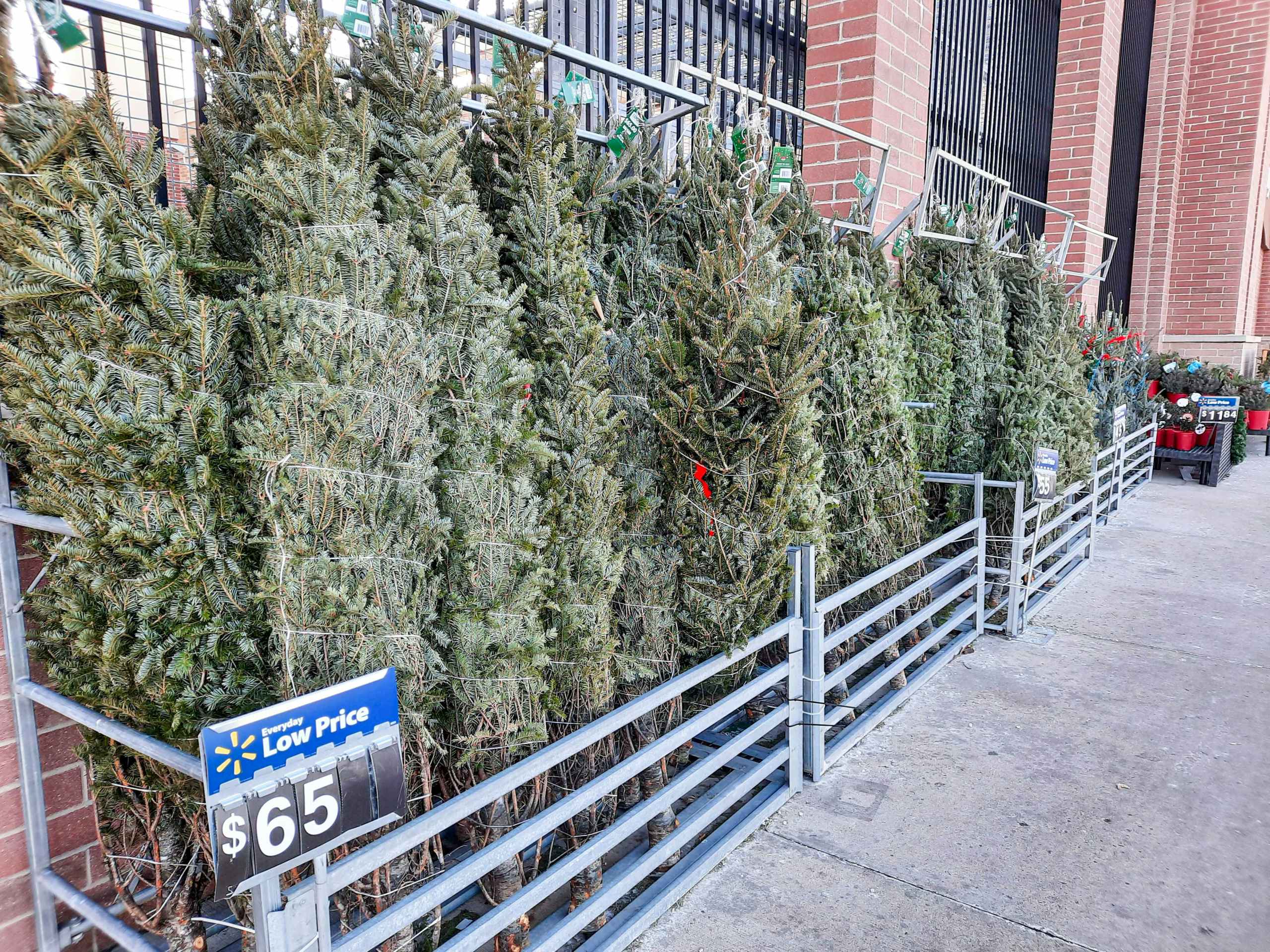 walmart fresh christmas trees on display