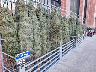walmart fresh christmas trees on display