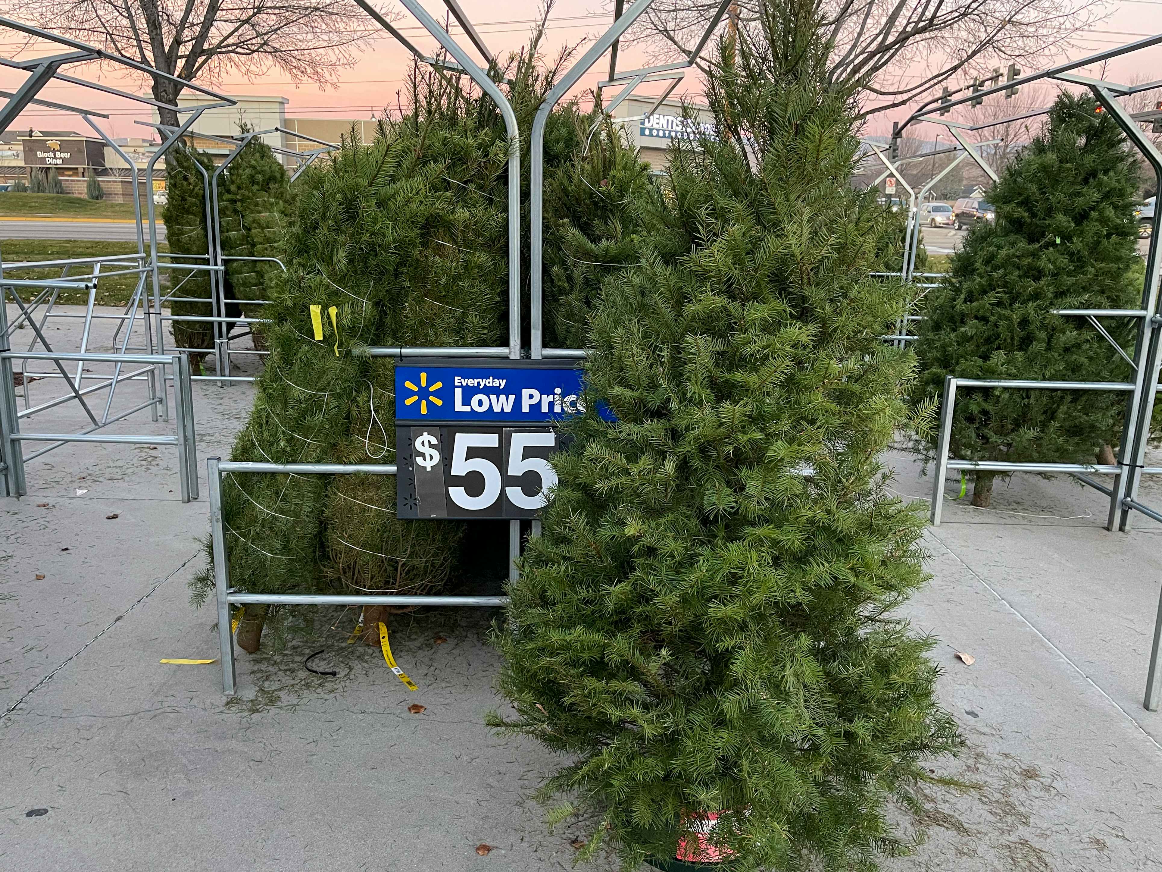 Fresh cut Christmas trees for sale at Walmart