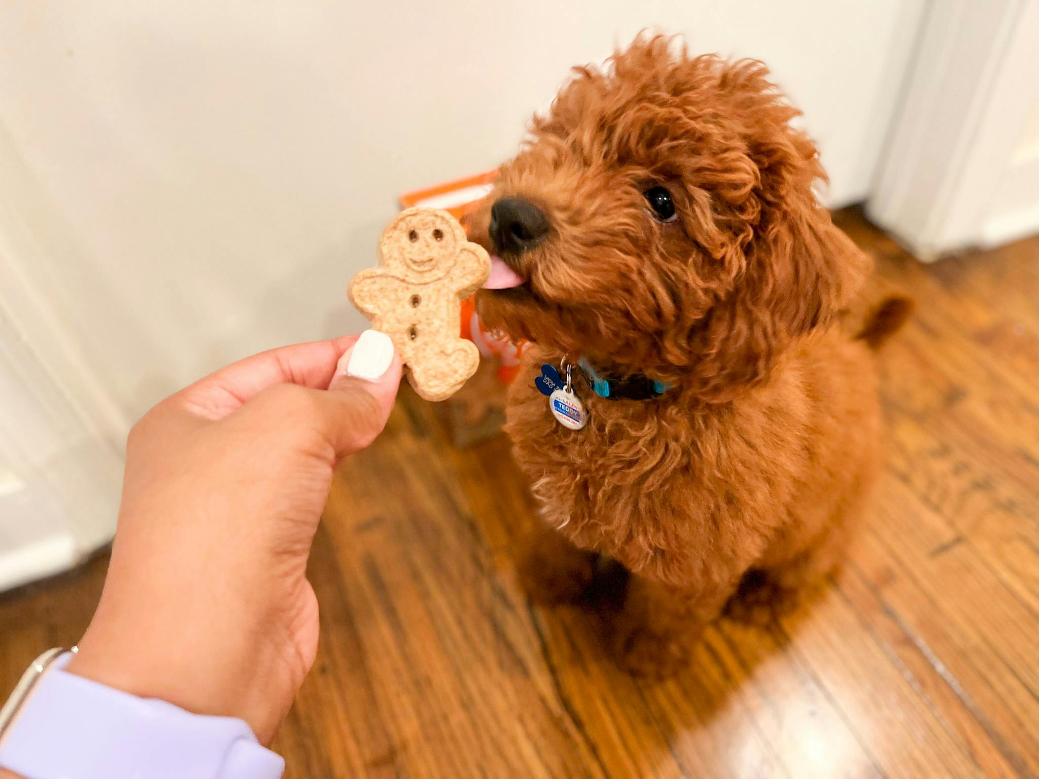 buddy biscuits petsmart