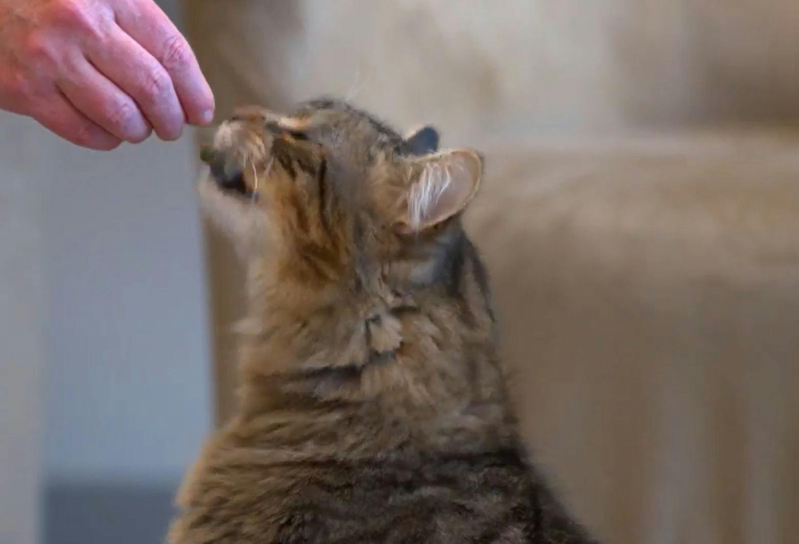 pill pockets for cats amazon