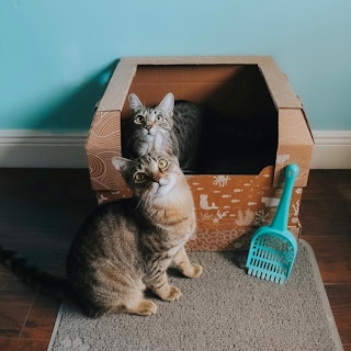 kitty club 1643382570 1643382570