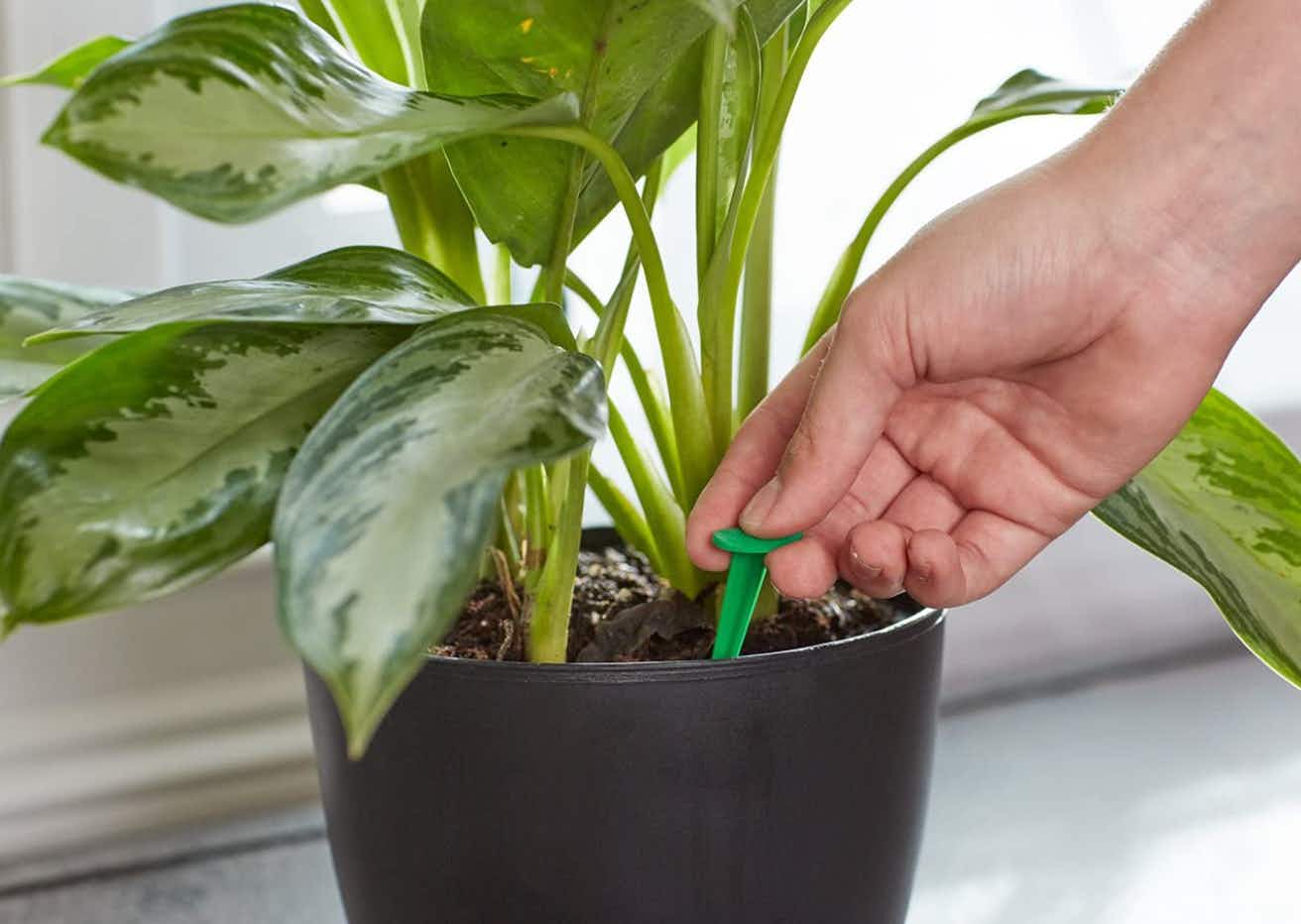 Miracle-Gro Indoor Plant Food Spikes