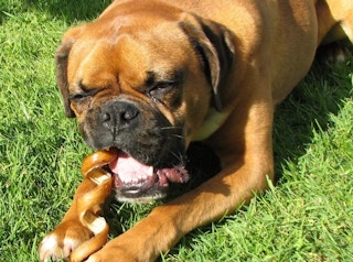 amazon pawstruck bones 2022 2 1644498523 1644498523