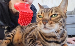 amazon-weird-products-tongue-cat-brush-022322-a