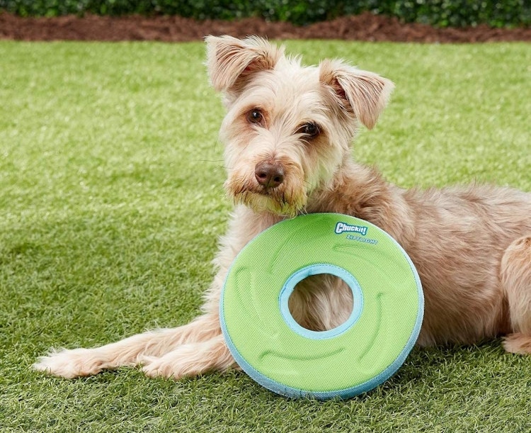 A dog laying down on a lawn with a Chuck-It frisbee.