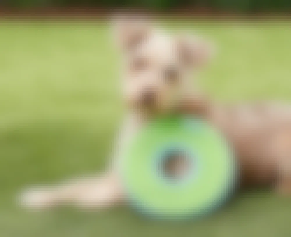 A dog laying down on a lawn with a Chuck-It frisbee.