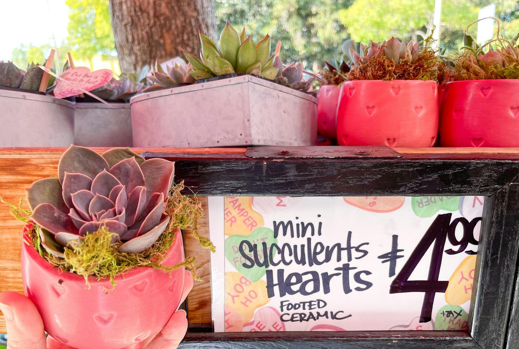 mini succulents in footed ceramic pots at trader joe's