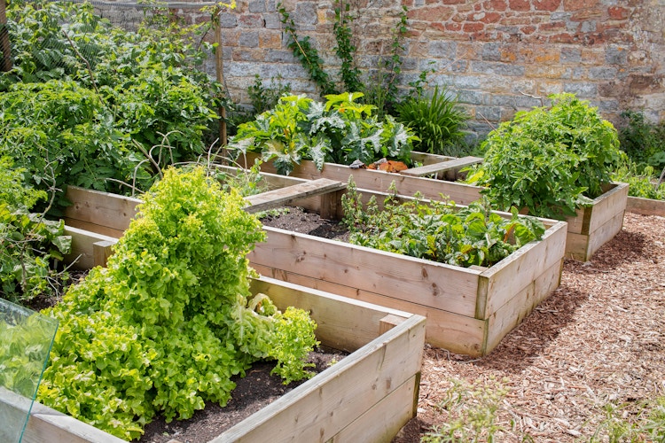 several raised garden beds in a backyard
