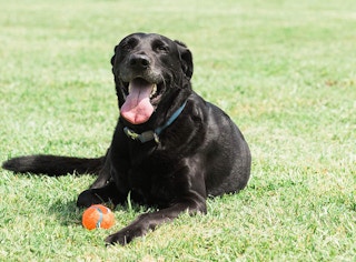 Chuckit! Tennis Ball