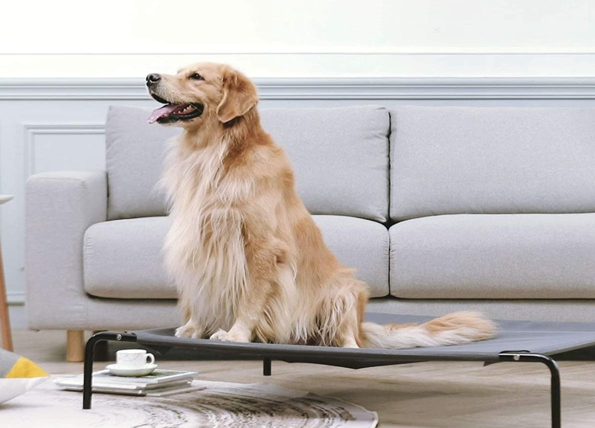 Dog Coupons The Krazy Coupon Lady March 2022