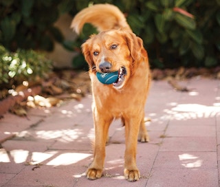 Outward Hound Squeaker Ballz