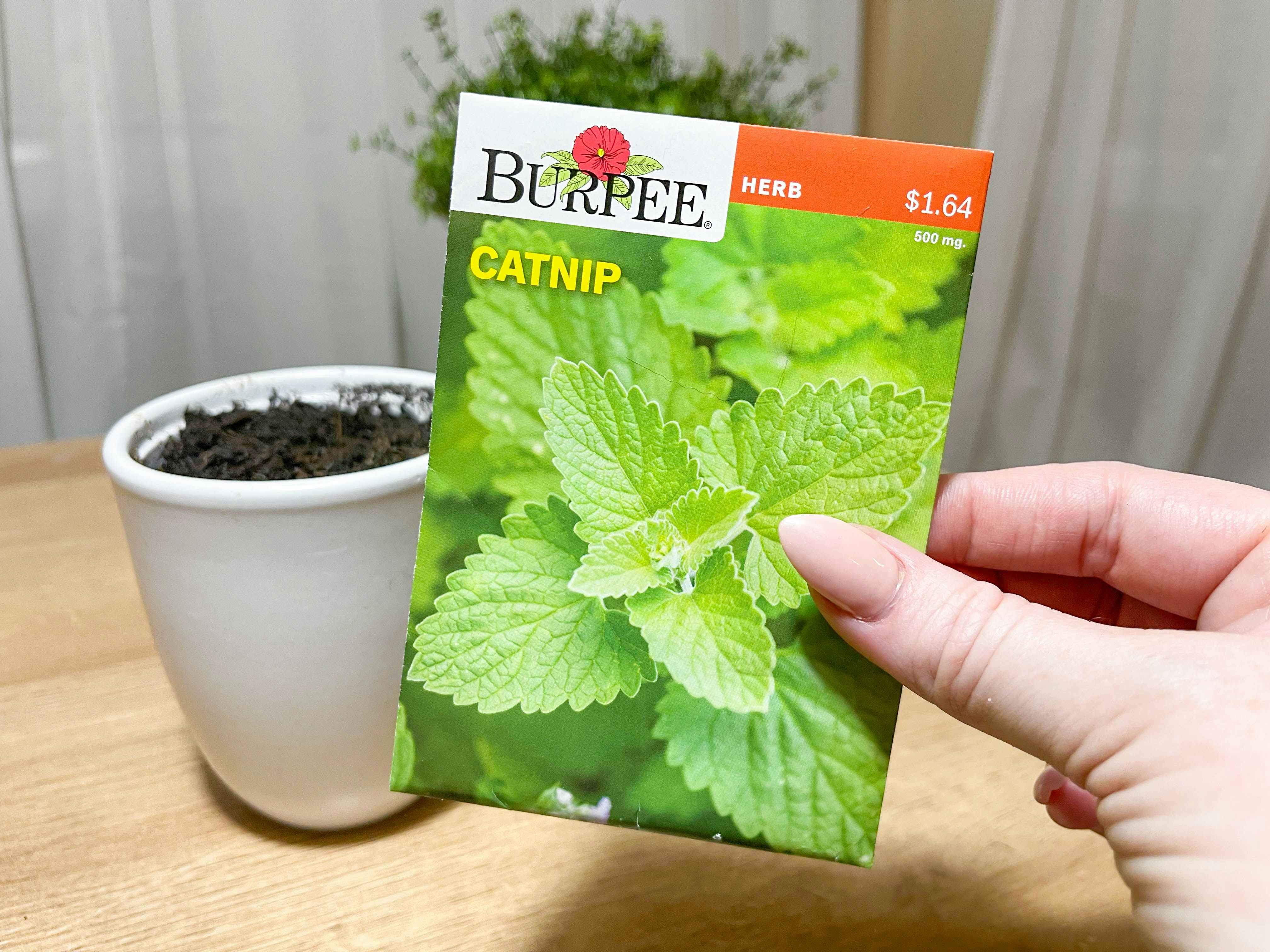a person holding a seed package of catnip in front of a small pot of soil 