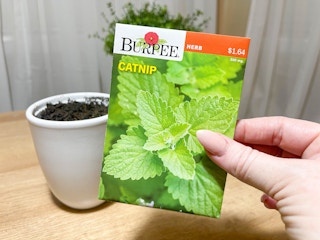 a person holding a seed package of catnip in front of a small pot of soil 