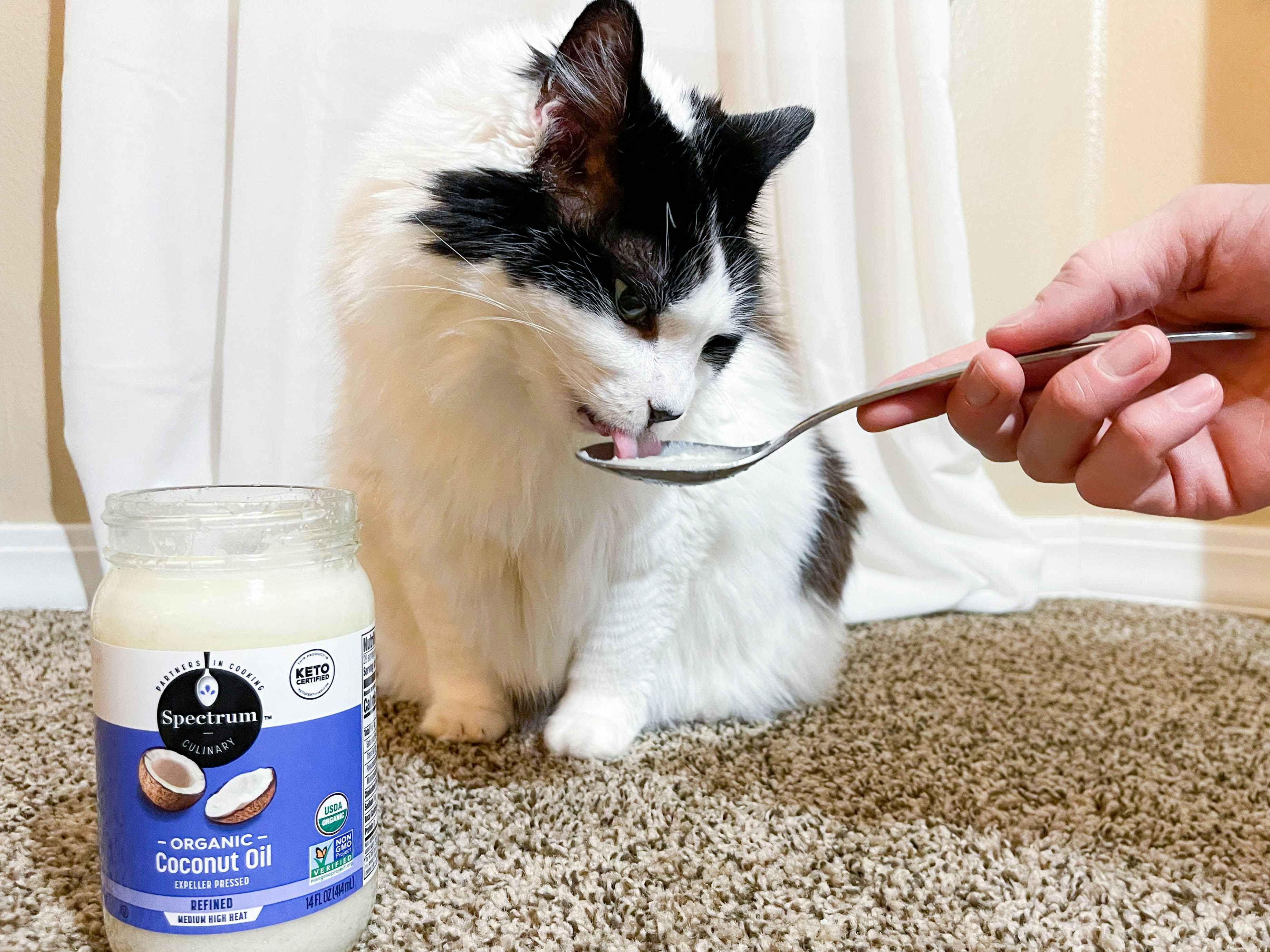 a cat sitting on the carpet licking a spoon held out with coconut oil with a full jar of coconut oil beside the cat 
