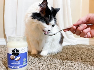 a cat sitting on the carpet licking a spoon held out with coconut oil with a full jar of coconut oil beside the cat