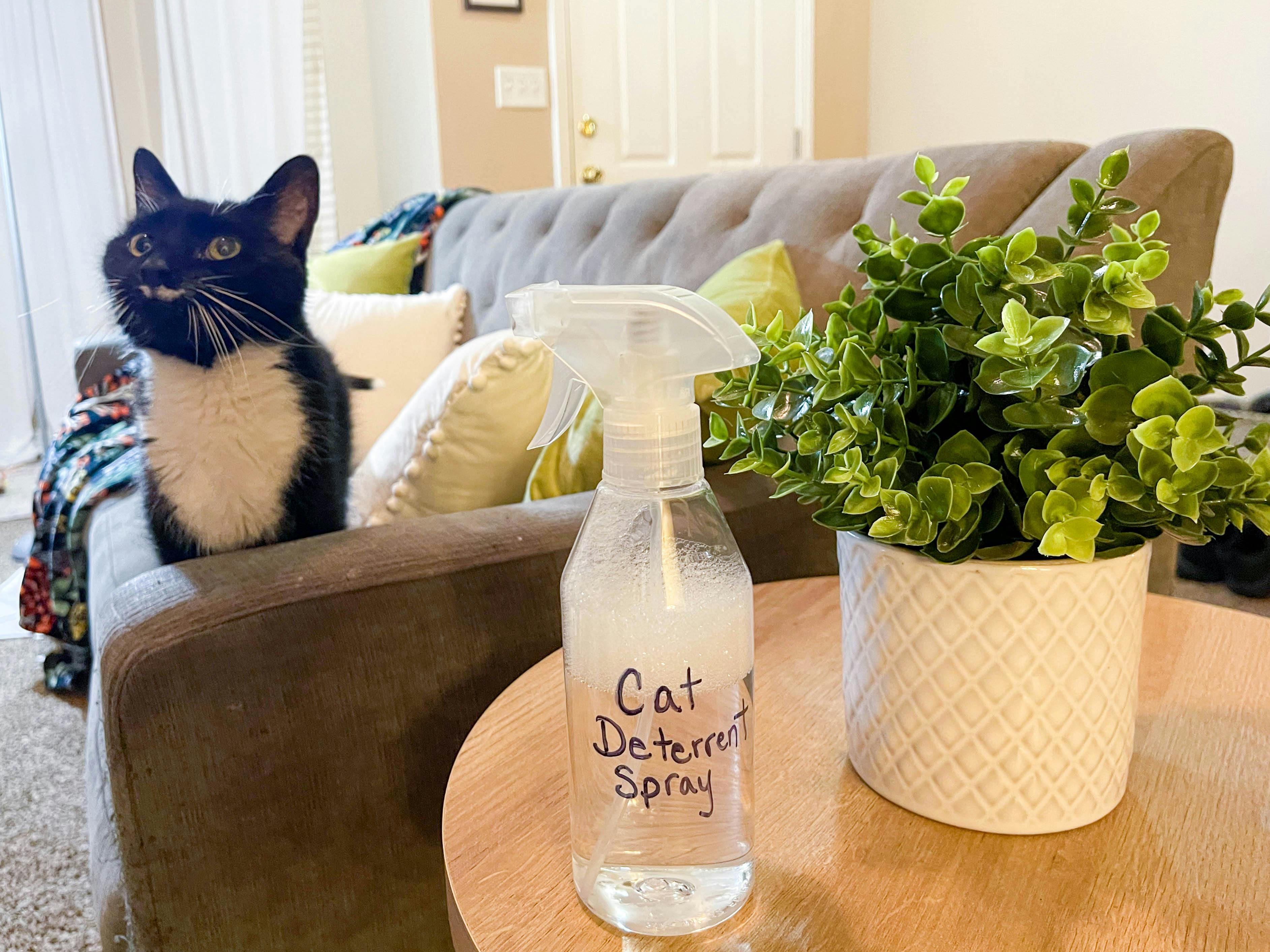 a cat sitting on a couch with a spray bottle of diy cat deterrent spray on the end table 