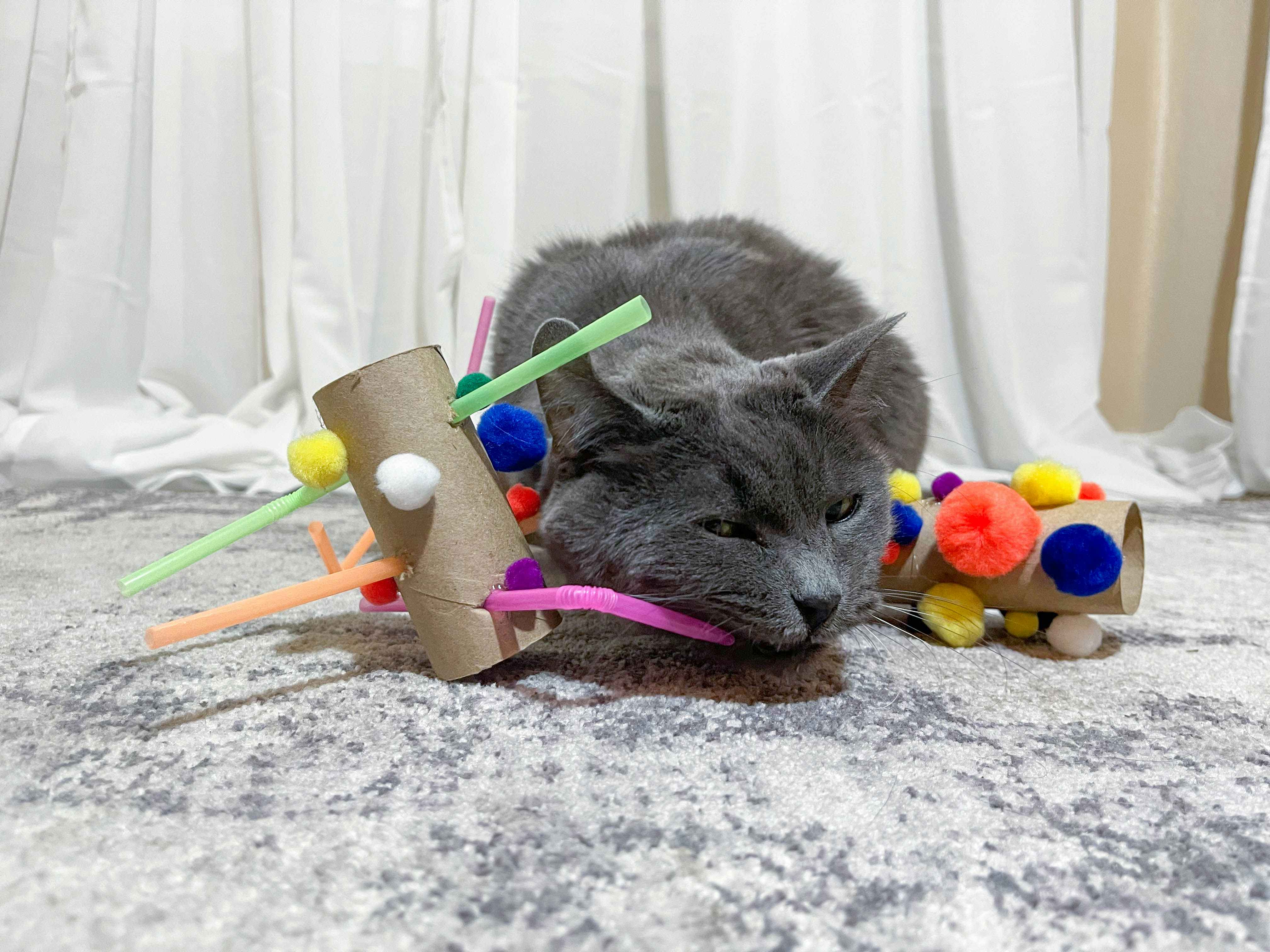 a cat playing with diy cat toys made of empty toilet paper rolls and pom poms and straws 