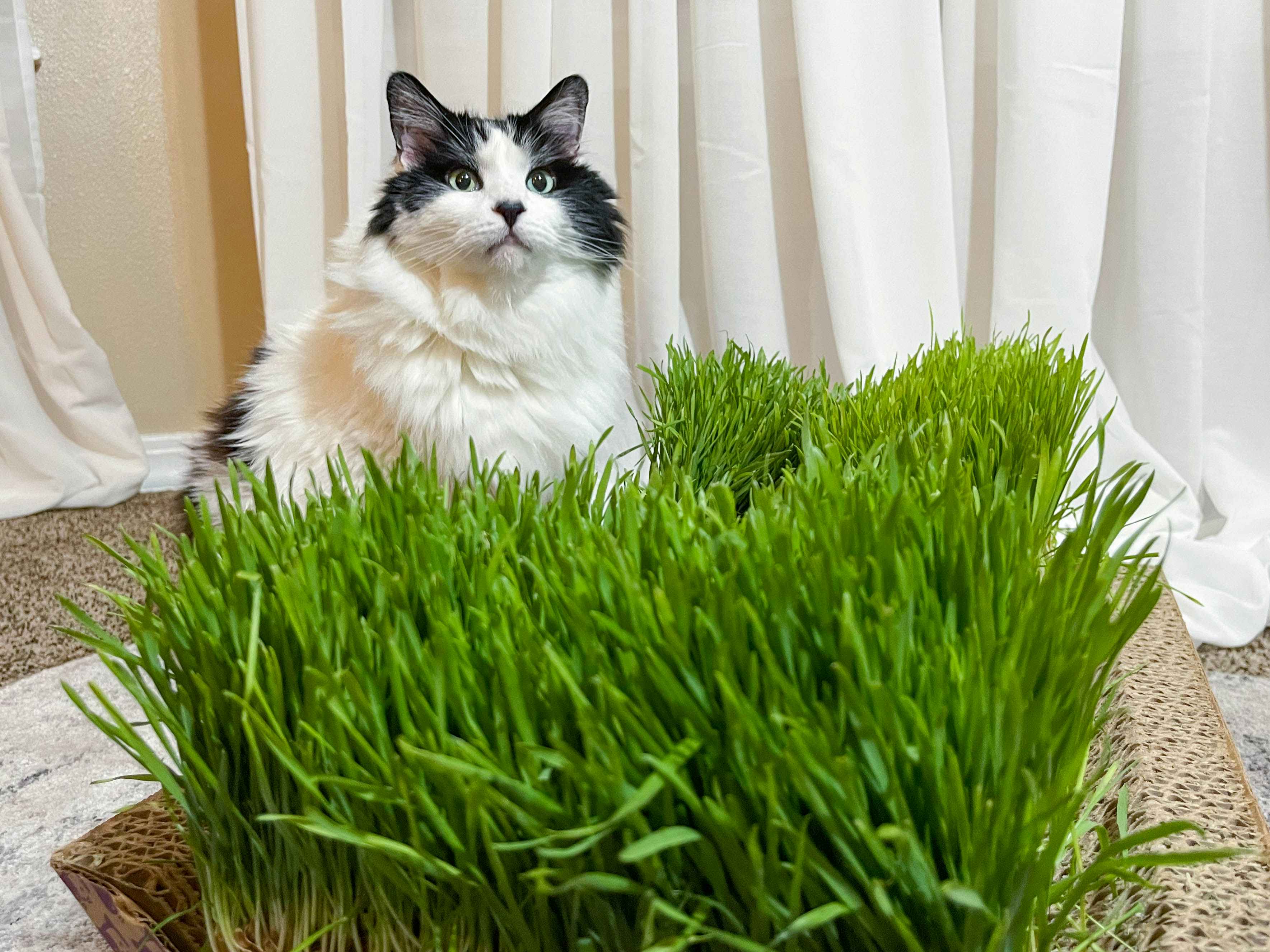 a cat standing in a patch of grass made into a cat bed indoors 