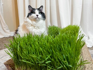 a cat standing in a patch of grass made into a cat bed indoors
